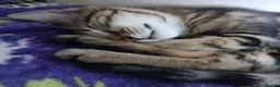 Mixed Breed cats for sale: Tabby kitten  in Appleby-in-Westmorland - Advert 6