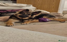 German Shepherd dogs for sale: Beautiful german shepherd  - Image 2