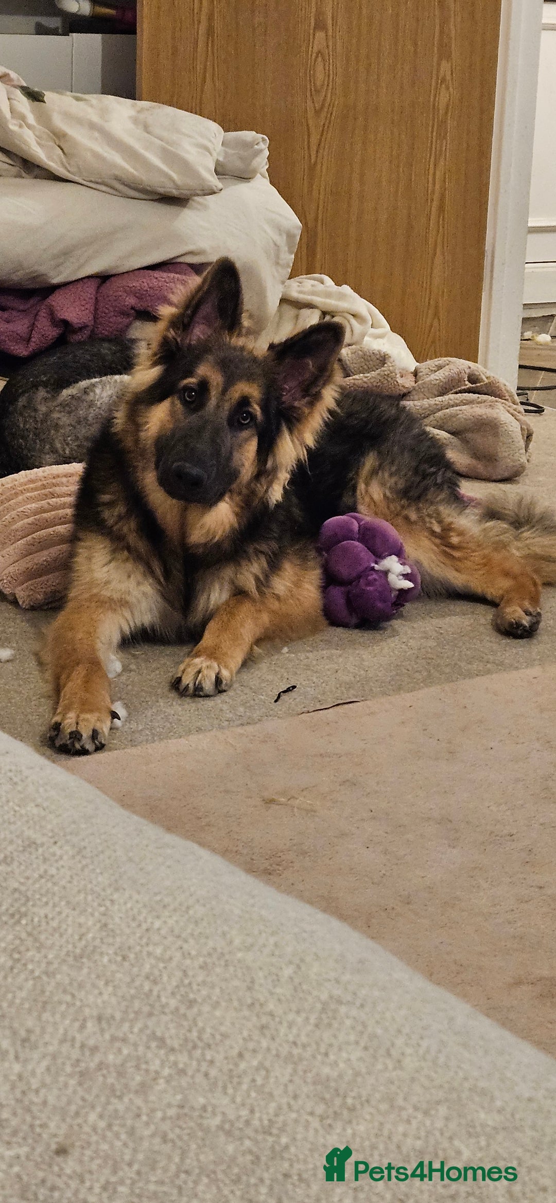 German Shepherd dogs for sale: Beautiful german shepherd  - Image 2