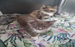 Maine Coon cats for sale: Main coon x ragdoll kittens  - Image 1