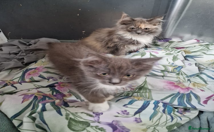 Maine Coon cats - Advert 5