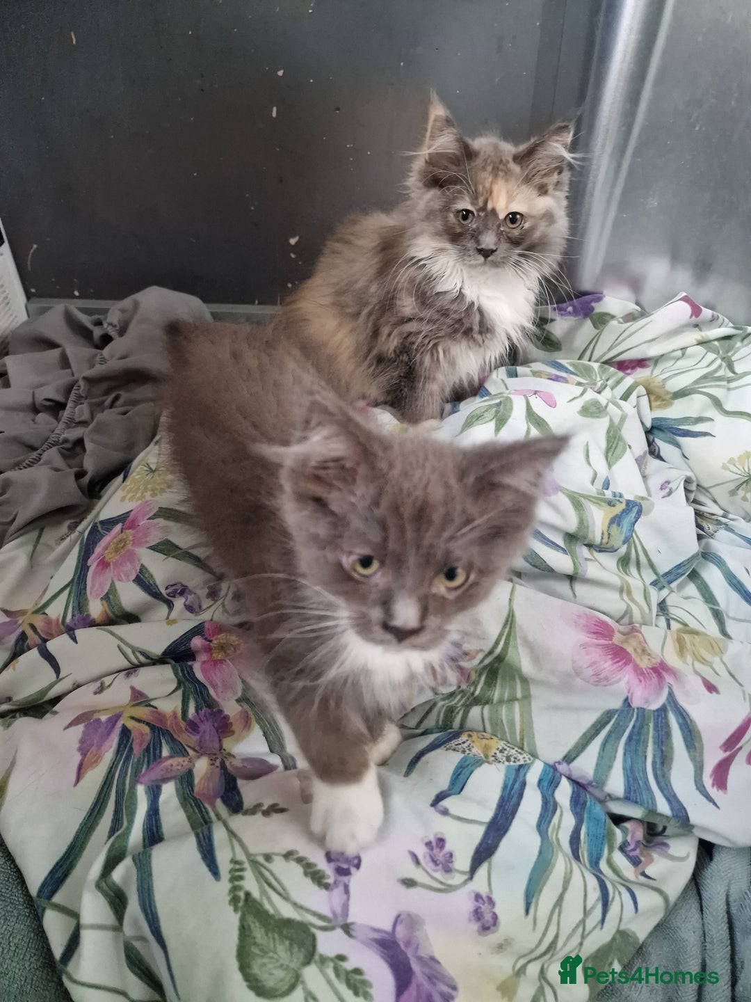 Maine Coon cats for sale: Main coon x ragdoll kittens  - Image 1