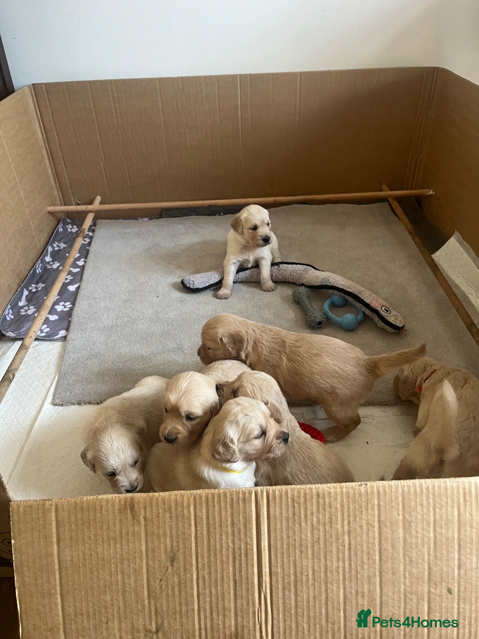 Golden Retriever dogs Golden Retrievers pure breed puppies - Advert 16