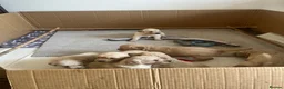 Golden Retriever dogs for sale: Golden Retrievers pure breed puppies - Advert 13