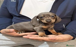 Dachshund dogs for sale: Miniature Dachshund Puppies - Advert 17