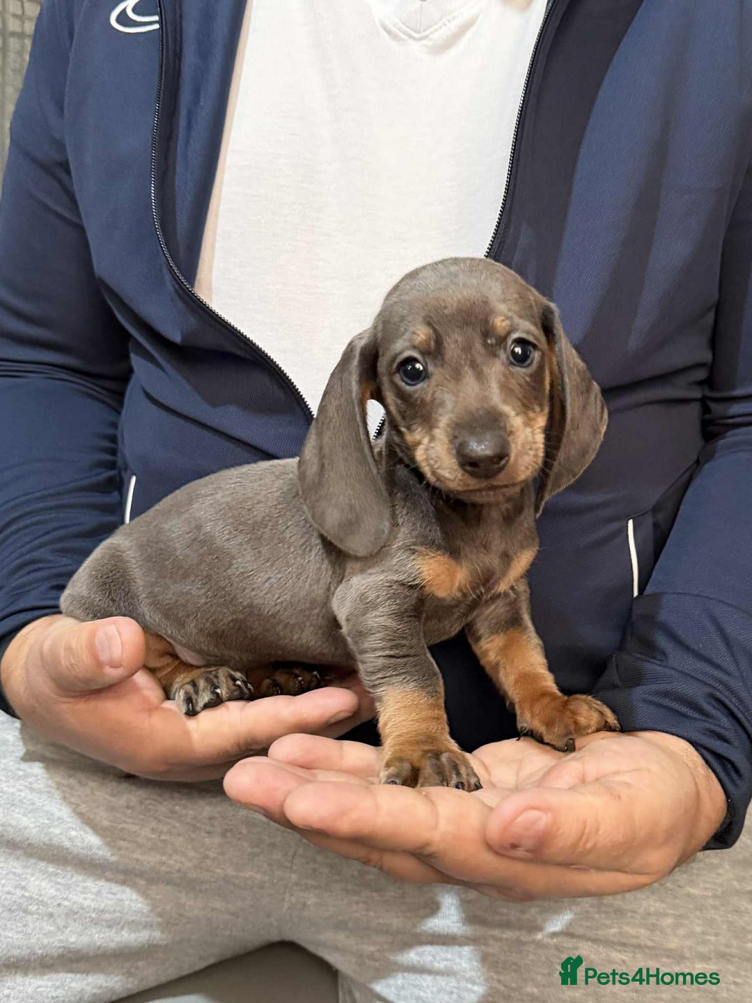 Dachshund dogs for sale: Miniature Dachshund Puppies - Advert 17