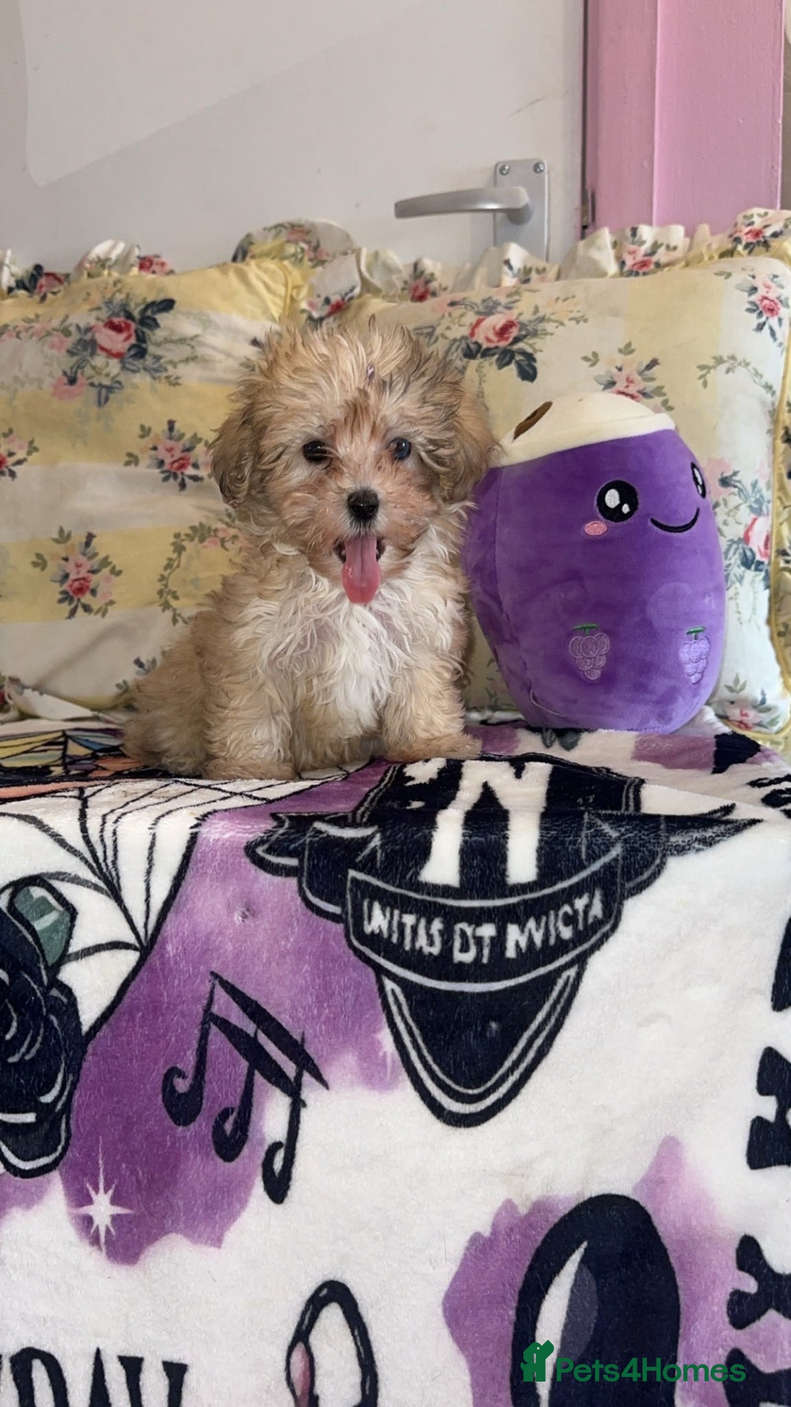 Maltipoo dogs MALTIPOO rare Merle blue eye  - Advert 10