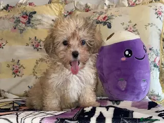 Maltipoo dogs MALTIPOO rare Merle blue eye - Advert 10