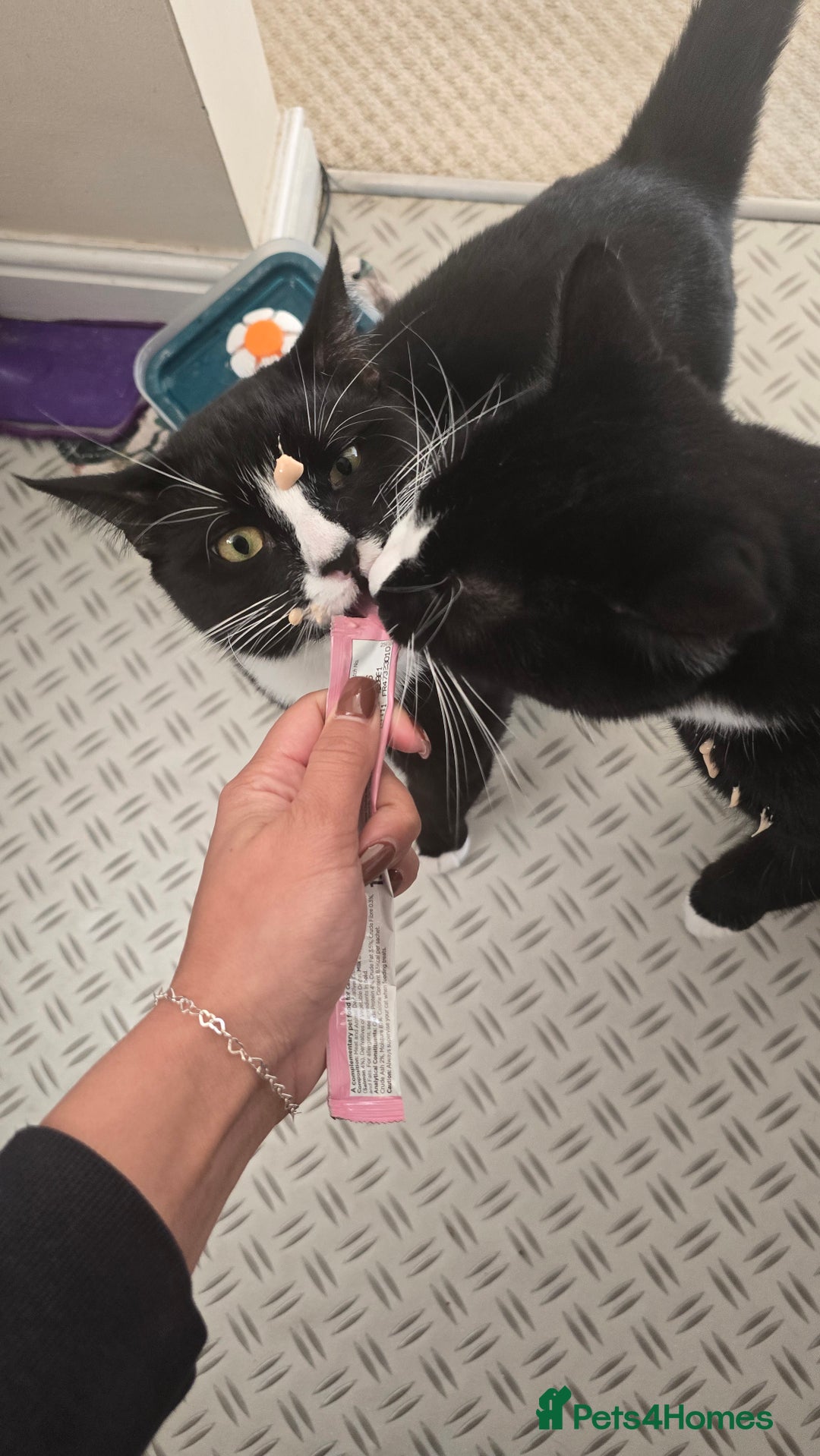 Domestic Shorthair cats for sale: Callie & Clive - Image 12