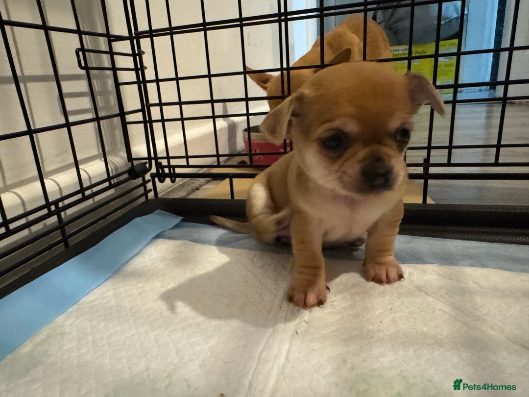 Chihuahua dogs for sale: Chihuahua pups - Image 15