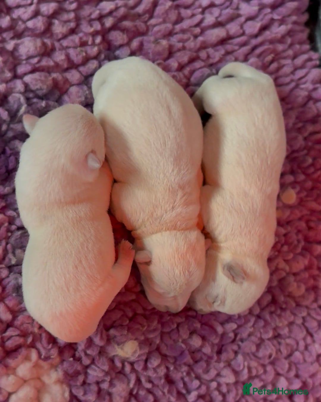 West Highland Terrier dogs for sale: West Highland Terrier pups Dad show lines - Image 6