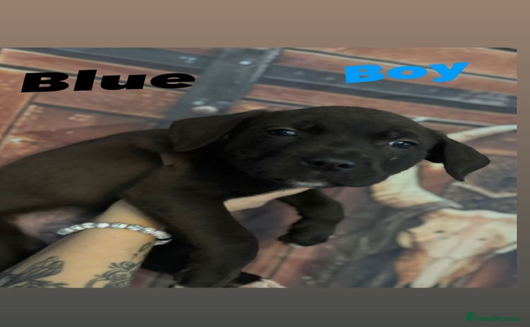 Mixed Breed dogs - Advert 2