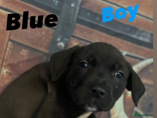 Mixed Breed dogs - Advert 3