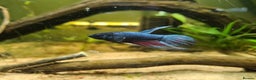 Bettas fish for sale: Male Betta Fish. Galaxy Koi x Splendor - Advert 1