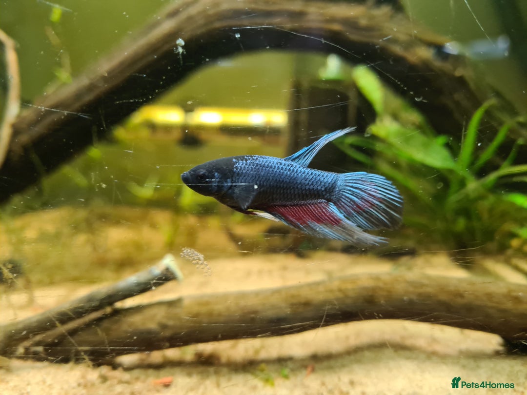 Bettas fish for sale: Male Betta Fish. Galaxy Koi x Splendor - Advert 1