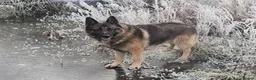 German Shepherd dogs for sale: Male KC Registered German Shepherd Puppy  - Advert 6