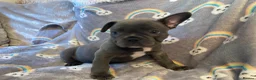 French Bulldog dogs for sale: Beautiful French Bulldog Puppies Fluffy Carriers - Advert 20