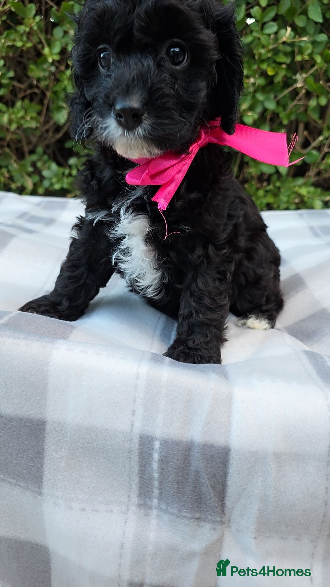 Cavapoo dogs Ready to go  !!Beautiful cavapoo puppies  - Advert 2
