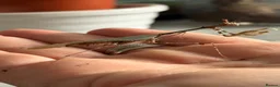 Praying Mantis invertebrates for sale: Various Mantises see list - Advert 1