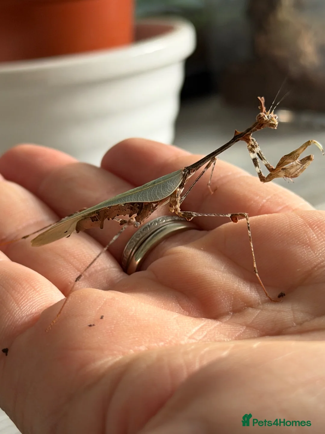 Praying Mantis invertebrates for sale: Various Mantises see list - Advert 1
