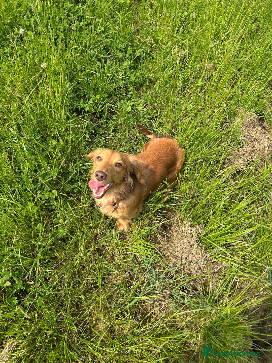 Miniature Dachshund dogs for sale: Miniature Dachshunds various colours in Banbury - Image 18