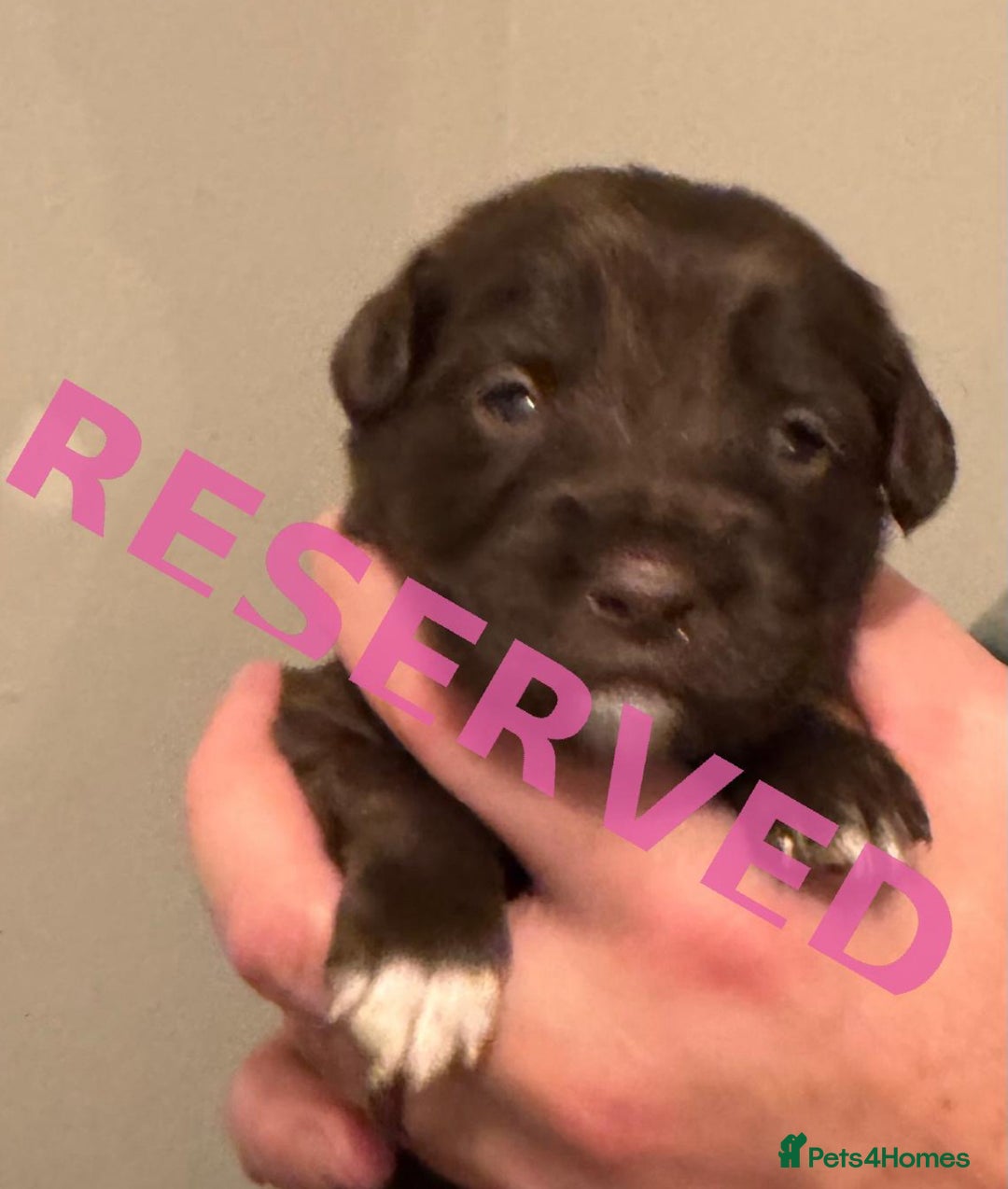 Bordoodle dogs for sale: 🐾 Beautiful Bordoodle Puppies Available 🐾 - Advert 33