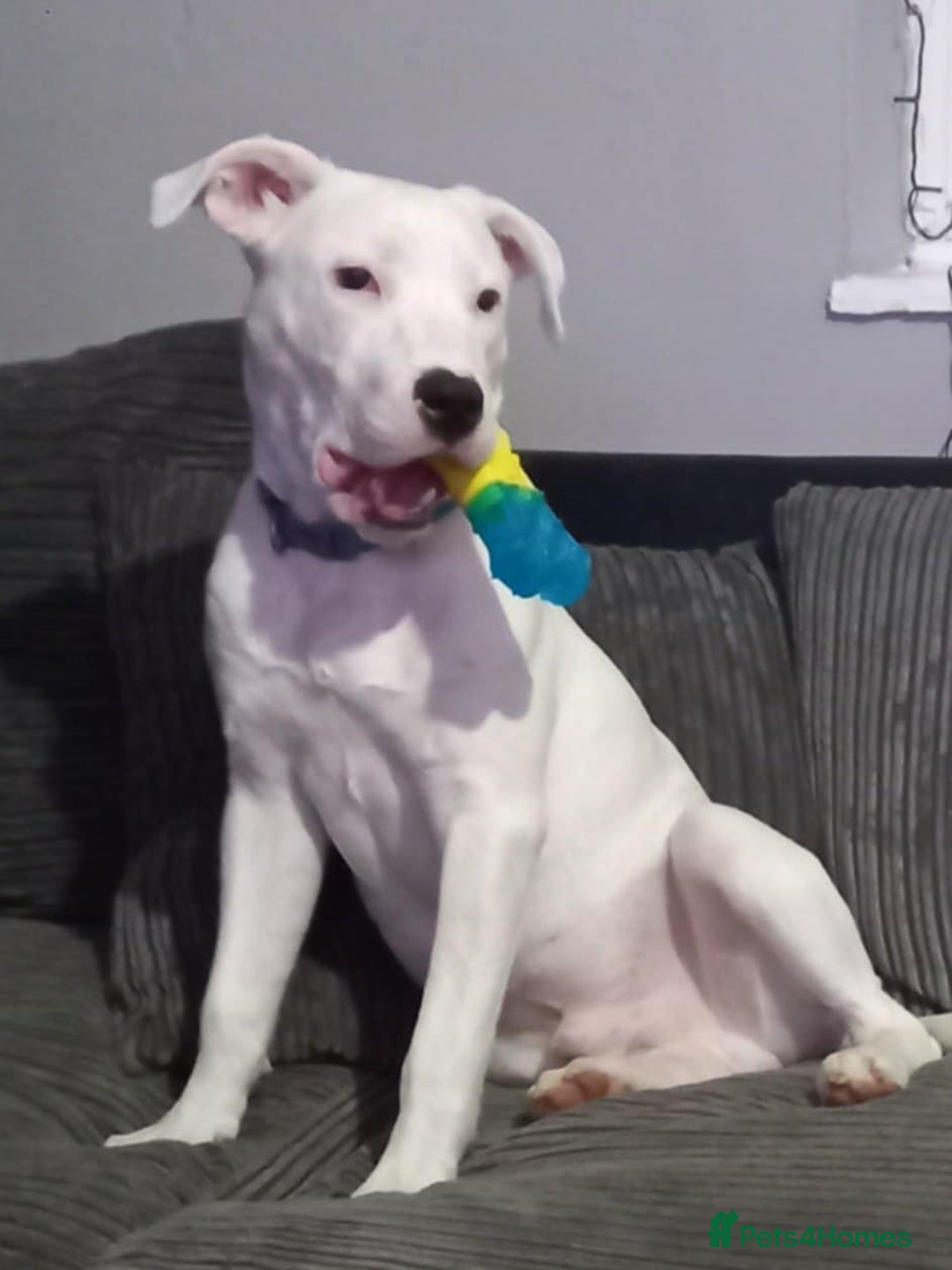 Mixed Breed dogs for sale: 3 loving puppys for sale - Image 6
