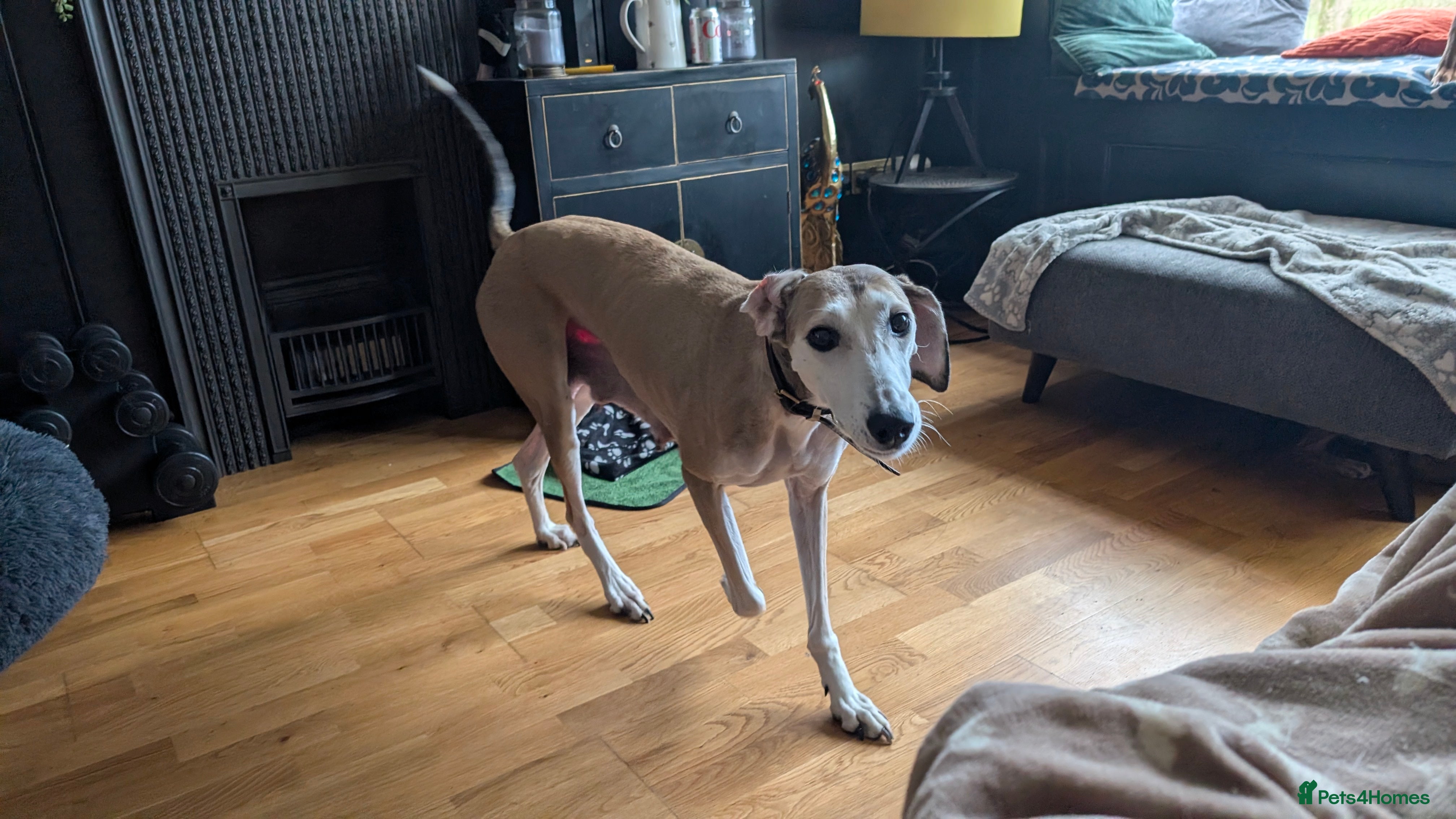 Mixed Breed dogs Lurcher  - Advert 1