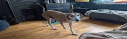 Mixed Breed dogs for sale: Lurcher  - Advert 1