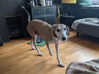 Mixed Breed dogs Lurcher - Advert 1