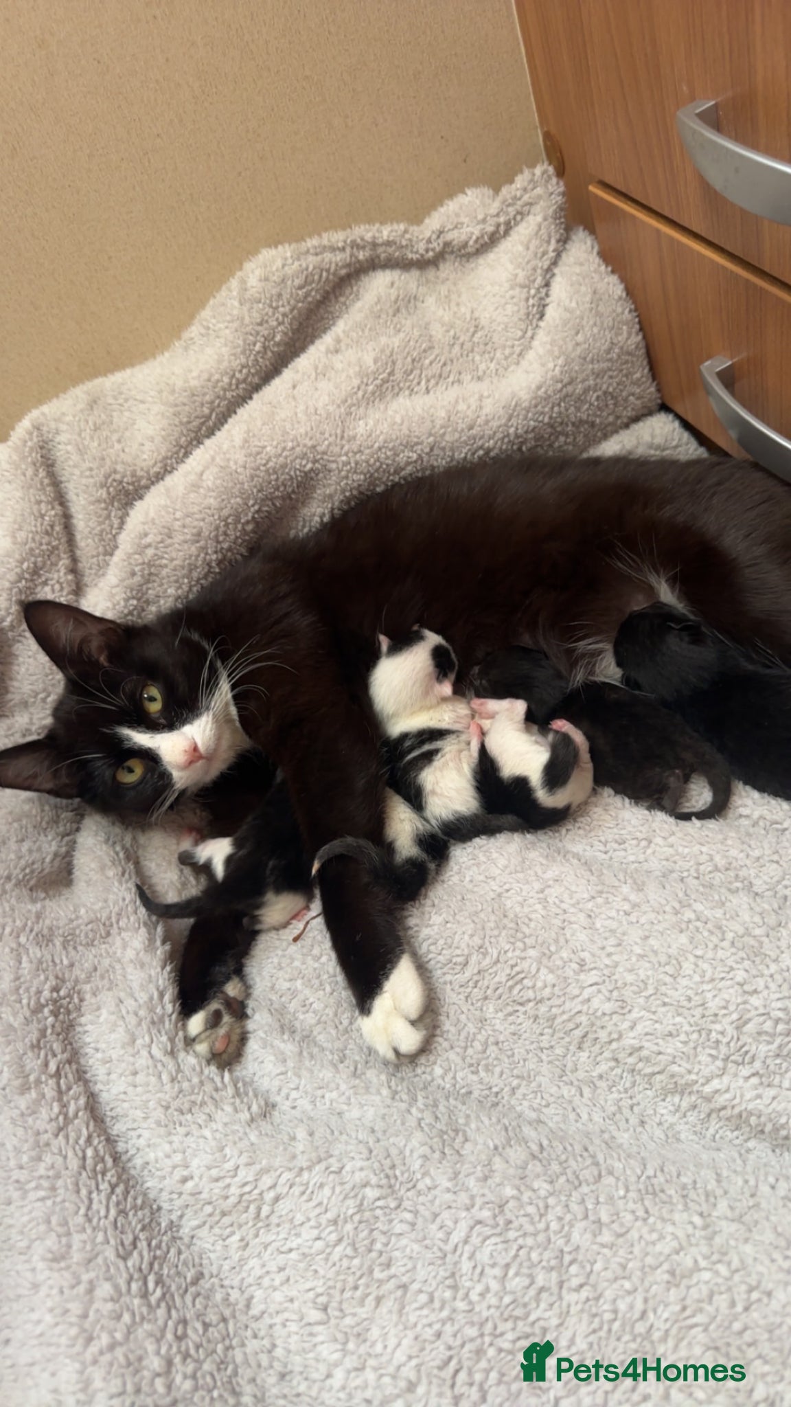 Siamese cats Little of 5 kittens quarter of Siamese - Advert 1