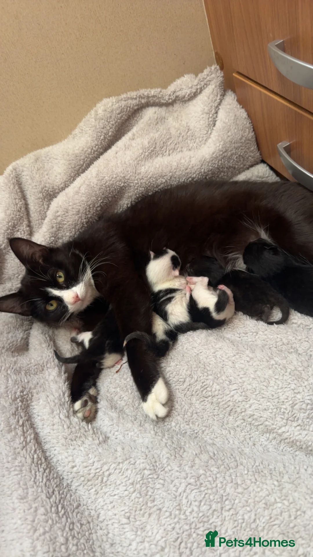 Siamese cats for sale: Little of 5 kittens quarter of Siamese in Dundee - Advert 1