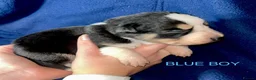 Border Collie dogs for sale: GORGEOUS BORDER COLLIE PUPPIES - Advert 7