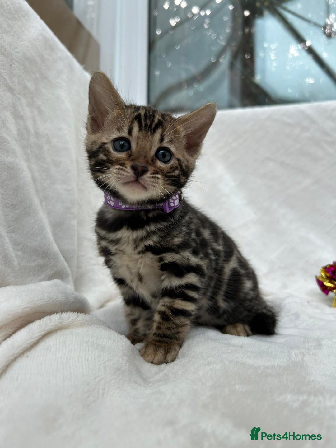 Bengal cats for sale: ❤️ GORGEOUS PURE BENGAL KITTENS ❤️ - Image 27