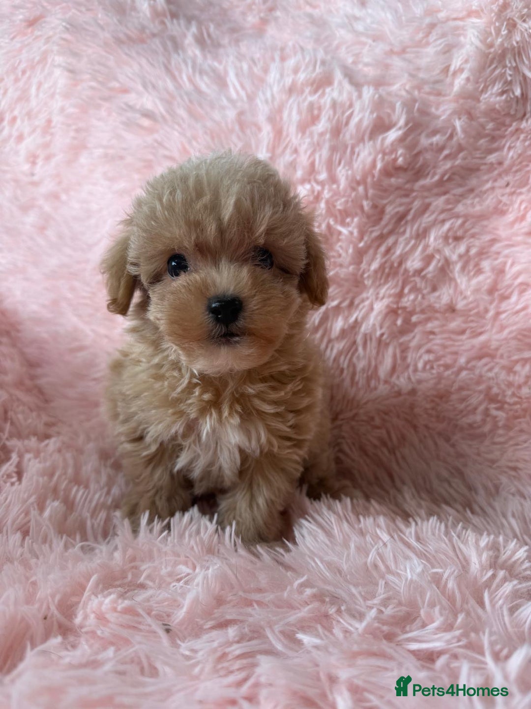 Maltipoo dogs for sale: Tiny Asian Maltipoo READY NOW !  - Image 9