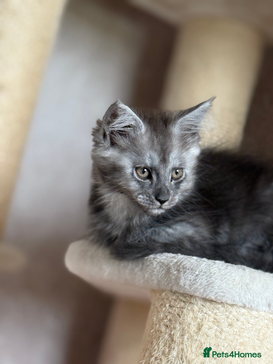 Maine Coon cats for sale: 🐾 100% GENUINE LARGE GCCF MAINE COON KITTENS - Image 17