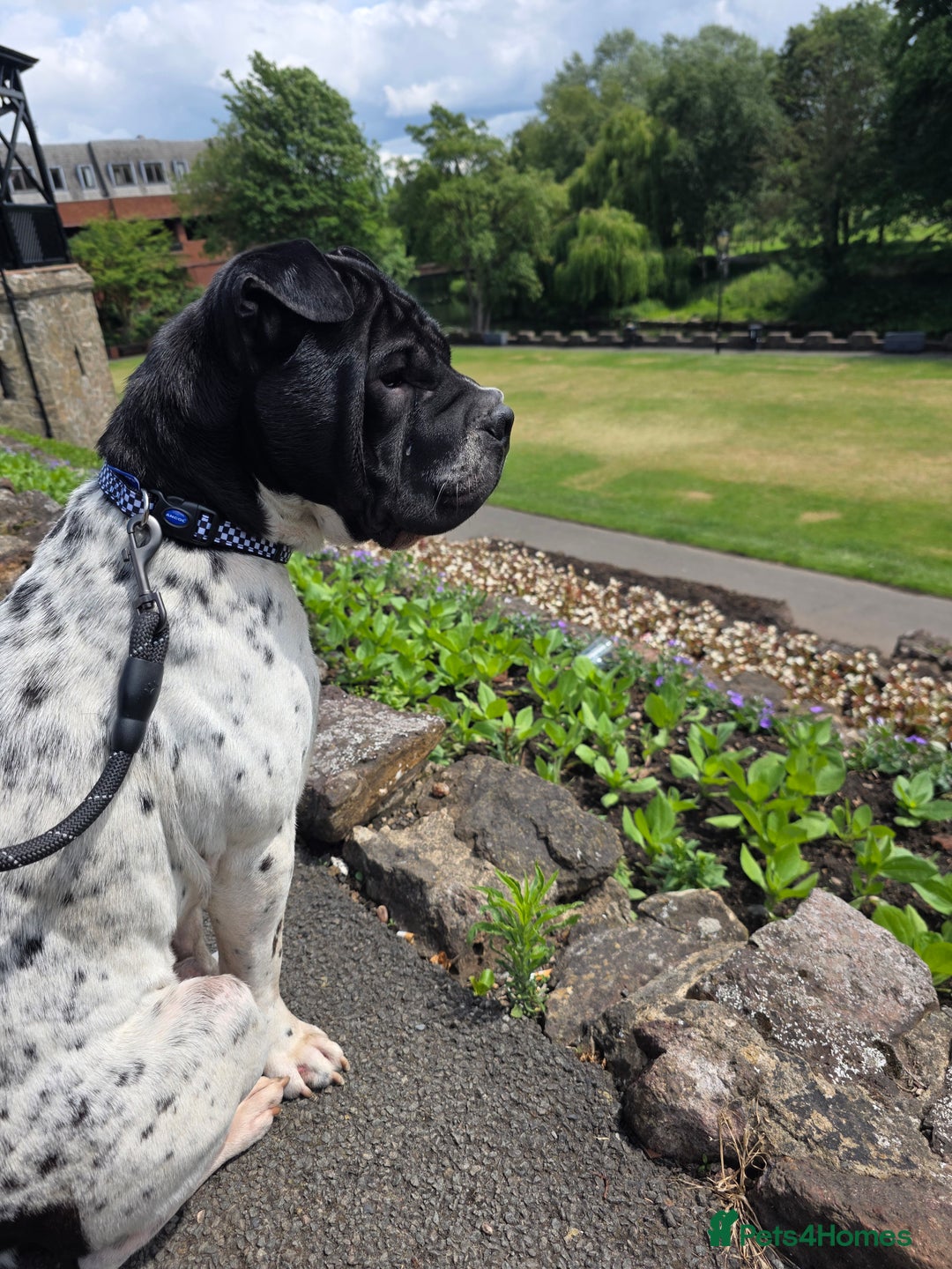 Mixed Breed dogs for sale: Sharpei cross breed - Advert 7