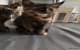 Mixed Breed cats for sale: Kitten  - Image 8