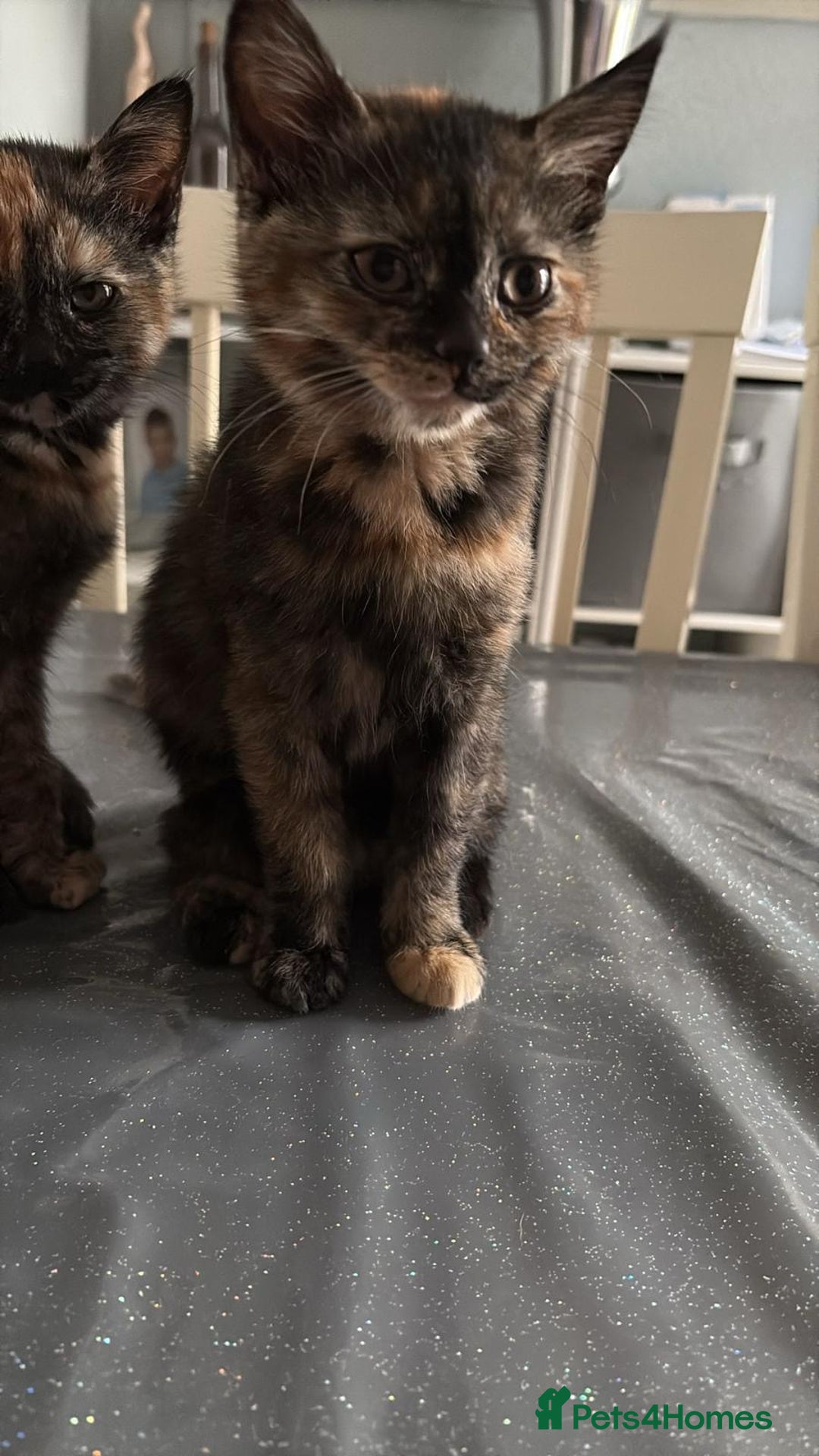 Mixed Breed cats for sale: Kitten  - Image 8