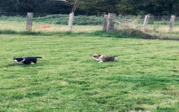 Border Collie dogs for sale: Collie farm pups for sale - Advert 6