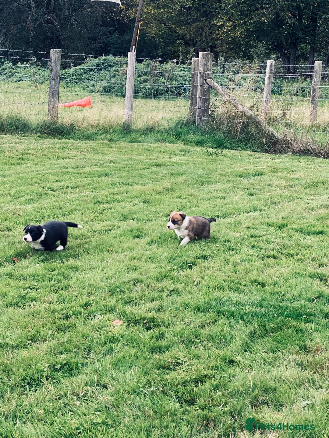 Border Collie dogs for sale: Collie farm pups for sale - Advert 6
