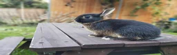 Netherland Dwarf rabbits for sale: Netherland dwarf (female) £100 each  - Advert 3