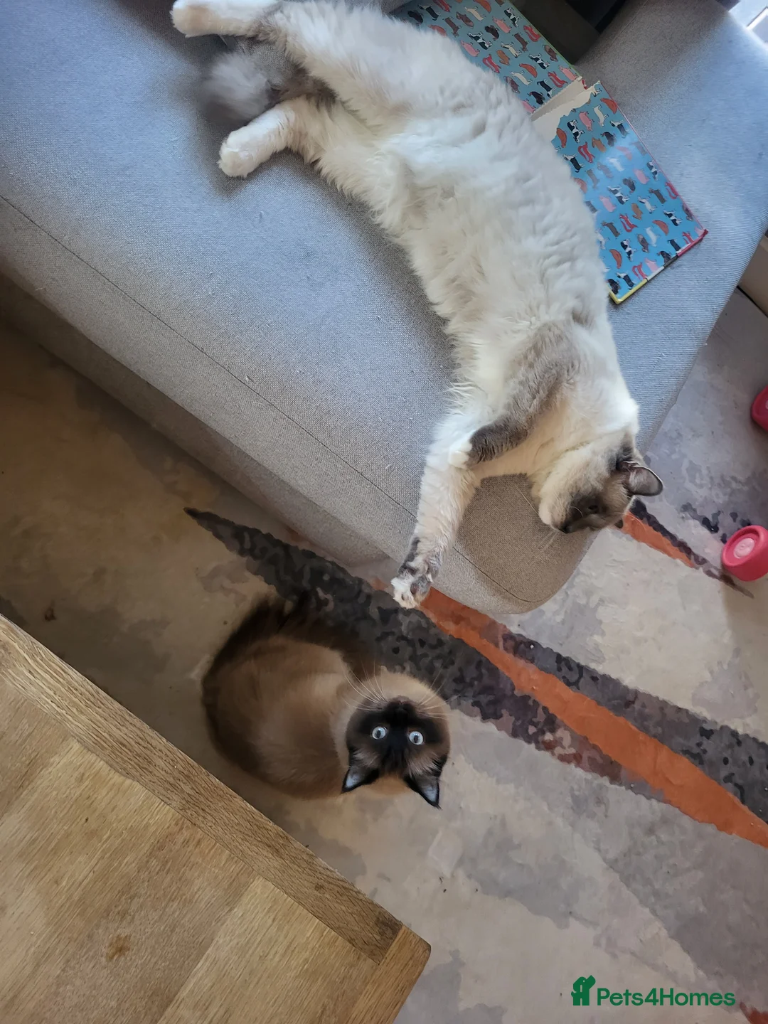 Ragdoll cats for sale: 4 beautiful fluffy ragdoll kittens - Advert 37