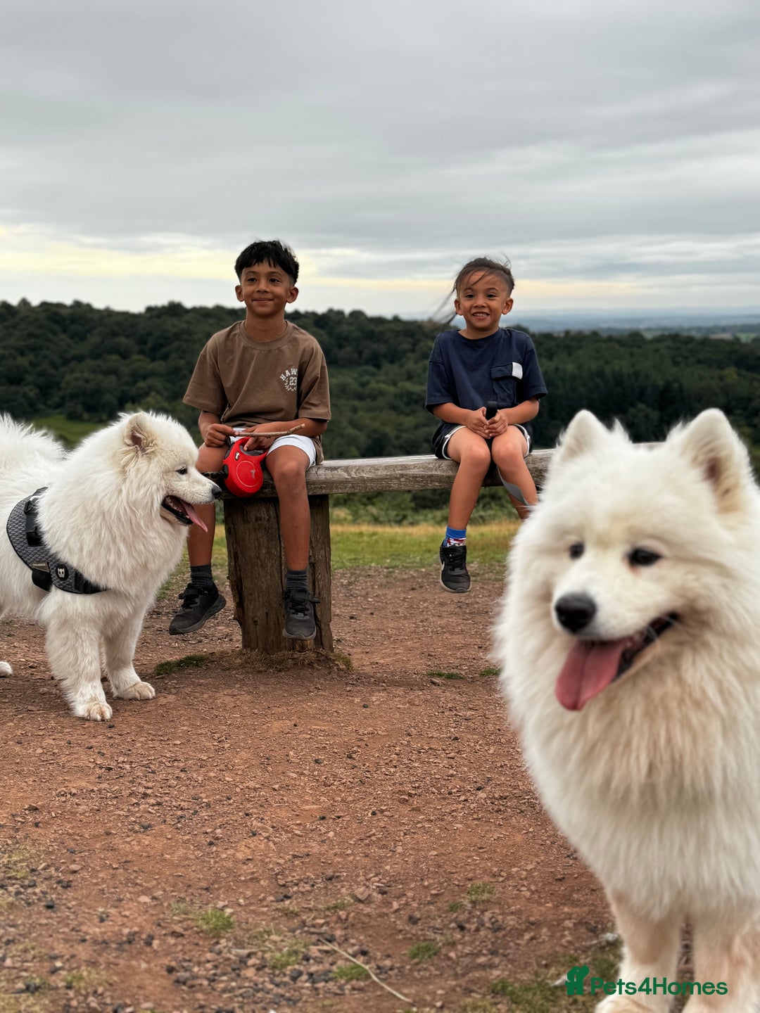 Samoyed dogs for sale: Looking for a Loving New Home for Our Two Samoyeds - Advert 1