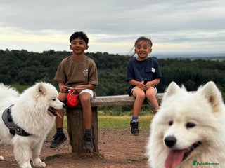 Samoyed dogs Looking for a Loving New Home for Our Two Samoyeds - Advert 2
