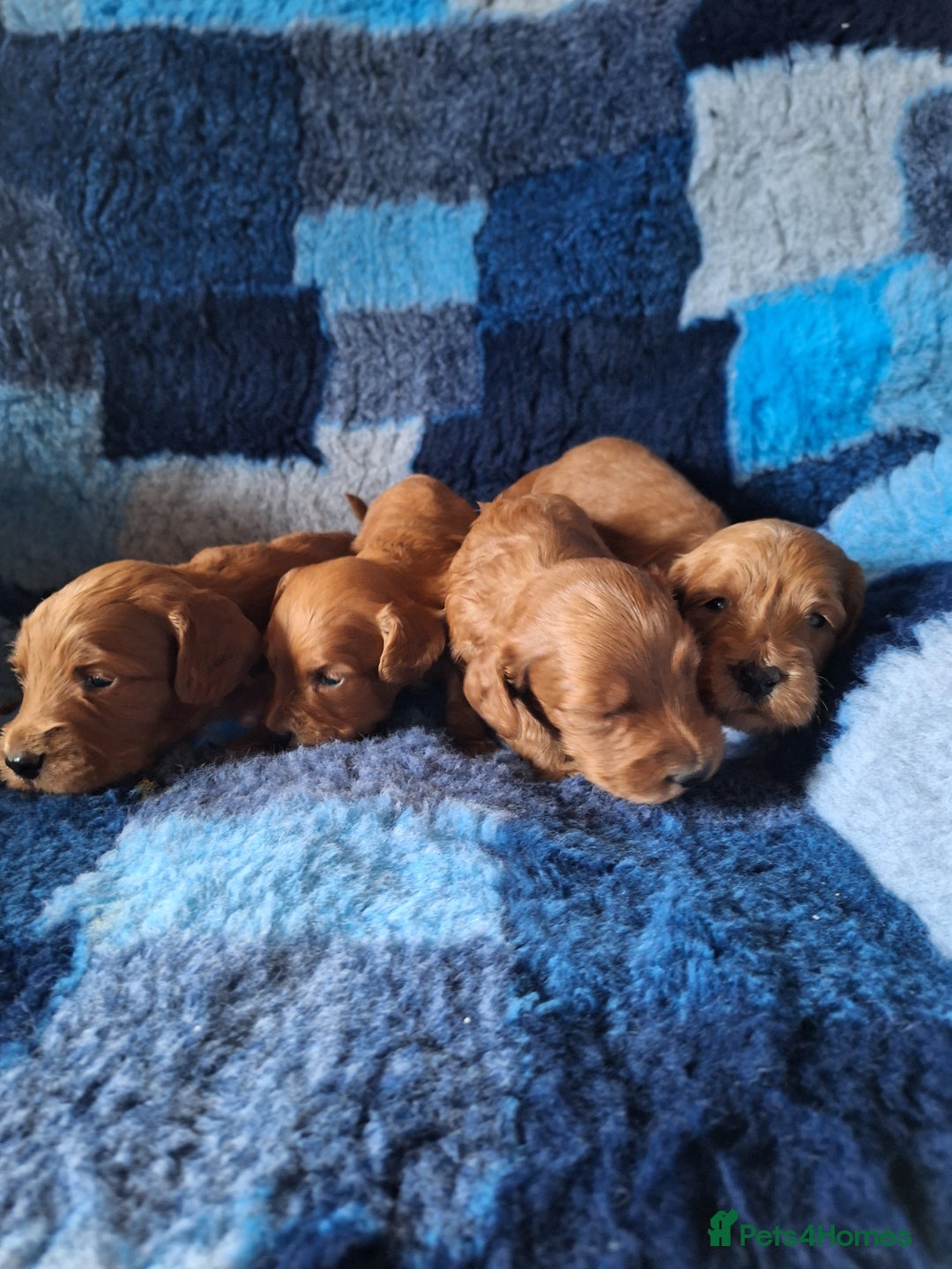Cockapoo dogs for sale: Cockerpoo Puppies – Standard Size Red Boys Only - Image 11