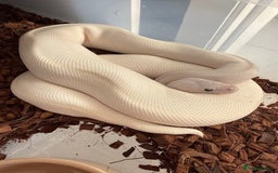 Python Snake reptiles for sale:  Various Ball Pythons special offer this weekend in Bromsgrove - Image 1