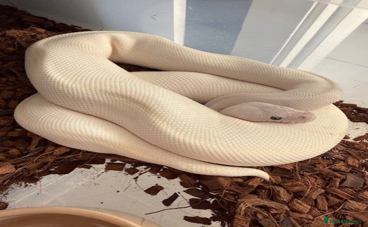 Python Snake reptiles in Bromsgrove - Advert 18