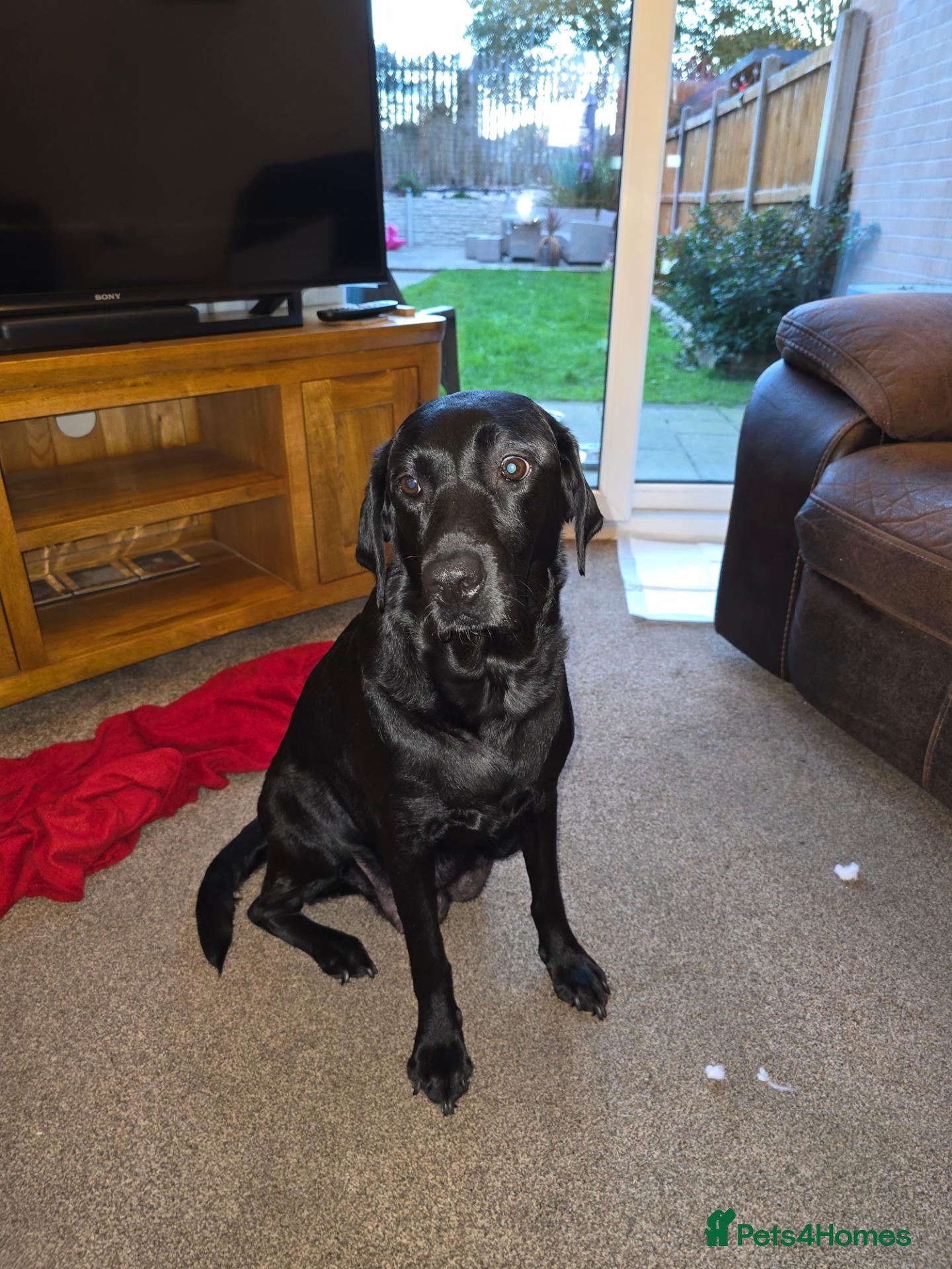 Labrador Retriever dogs 5 stunning healthy male labrador retriever puppies - Advert 1