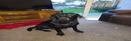 Labrador Retriever dogs for sale: 5 stunning healthy male labrador retriever puppies in Willenhall - Advert 1